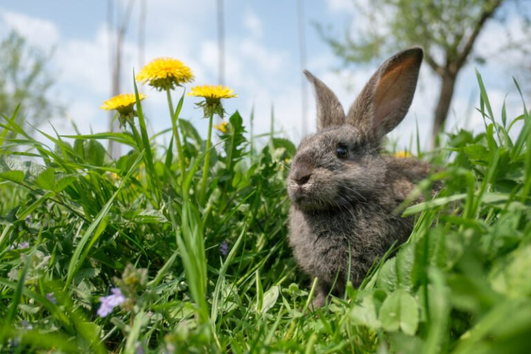 Was Dürfen Kaninchen Von Der Wiese Fressen haustier-portal.de