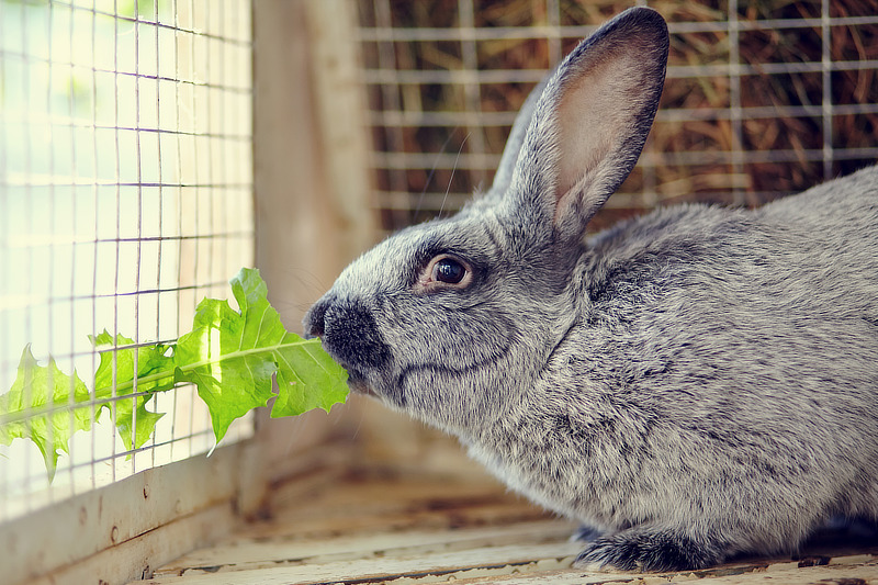 Was ist das richtige Futter für Kaninchen bei Durchfall?