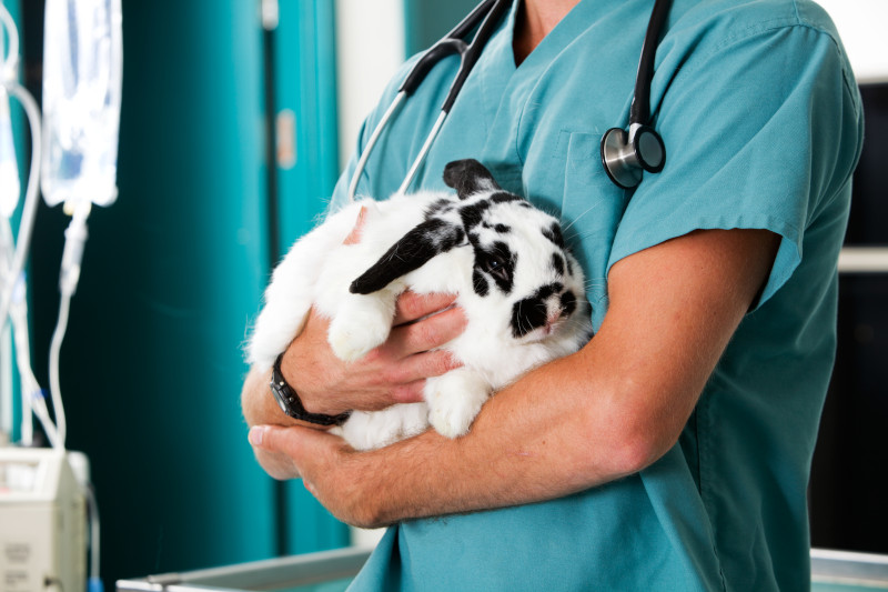 Was ist eine Kaninchenversicherung und wann ist sie sinnvoll