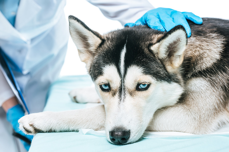 Was ist giftig für Hunde? Bei Vergiftungssymptomen schnell zum Tierarzt