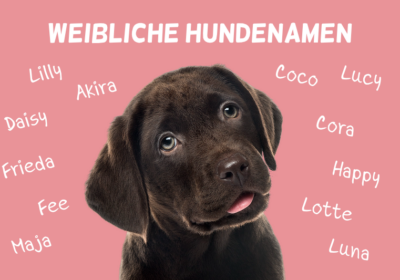 Namen für Hün­din­nen: Weib­li­che Hun­de­na­men von A bis Z