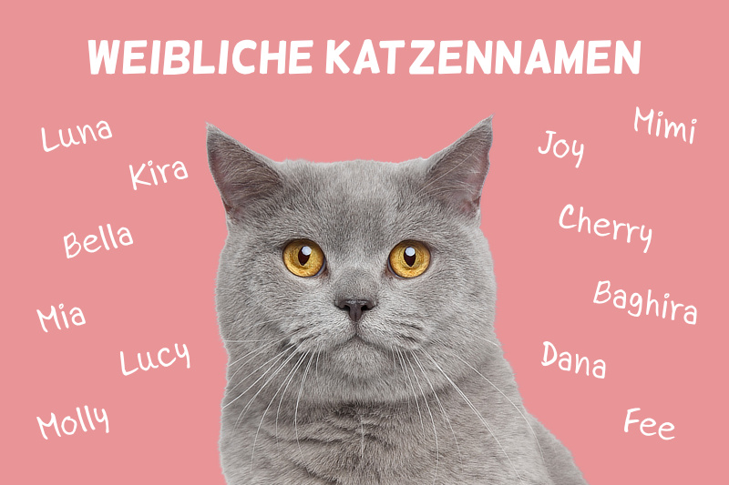 Weibliche Katzennamen: Schöne Namen für Katzen-Mädchen