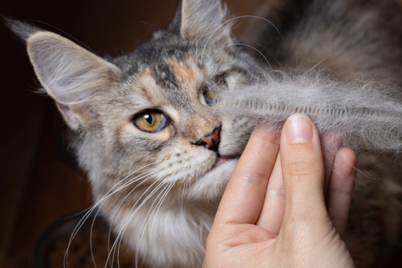Welche Katzenrassen haaren am meisten?