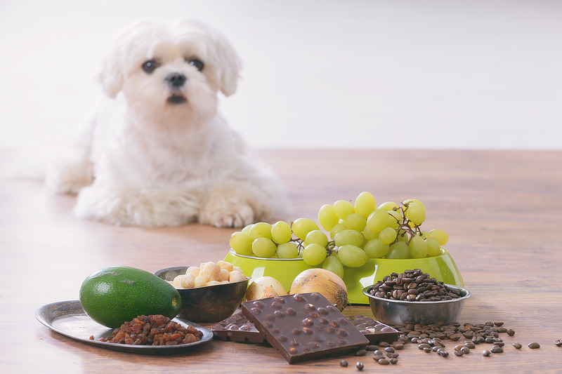 Welche Lebensmittel dürfen Hunde nicht essen