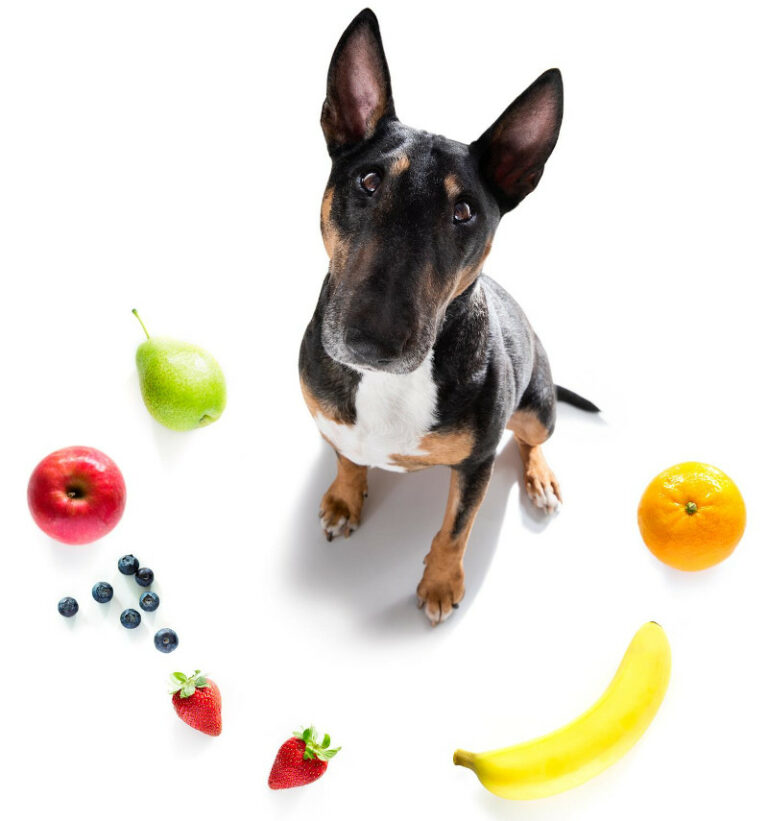 Obst für Hunde: Welche Früchte dürfen Hunde essen? - Welches Obst Duerfen HunDe Essen 768x821