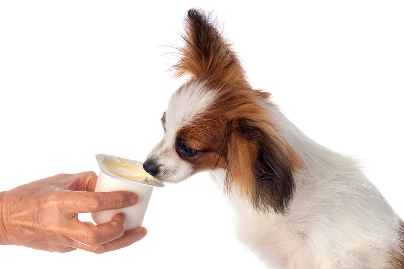 Wenn Dein Hund Ulmenrinde nicht mag kannst Du sie mit etwas Futter mischen
