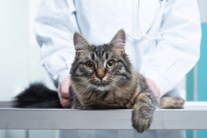 Wenn die Katze krank wird - Wie man sich vor hohen Tierarztkosten klug absichert