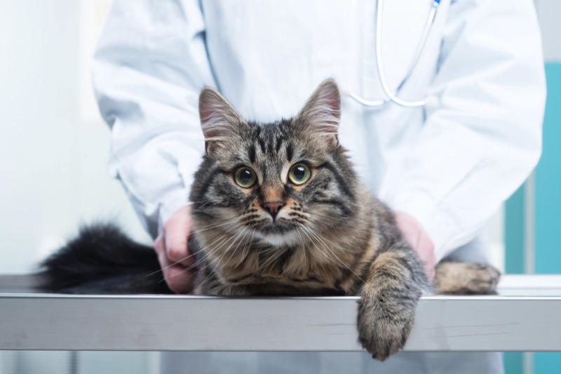 Wenn die Katze krank wird - Wie man sich vor hohen Tierarztkosten klug absichert