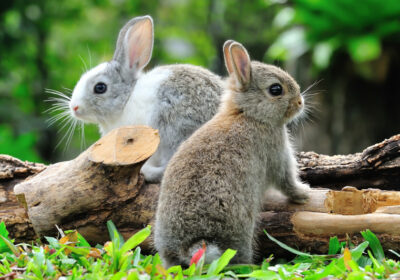 Wie alt wer­den Kanin­chen und Zwerg­ka­nin­chen?