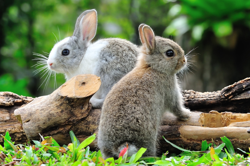 Wie alt werden Kaninchen