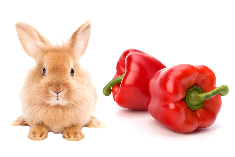Wie viel Paprika darf ein Kaninchen essen