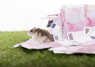 Die Fra­ge nach dem Preis – Wie viel kos­tet ein Hams­ter?