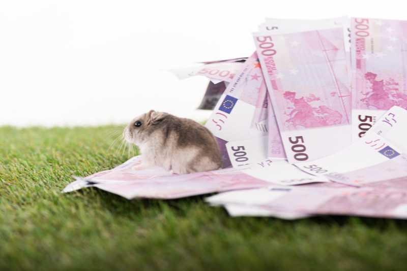 Wie viel kostet ein Hamster - Kosten der Hamsterhaltung