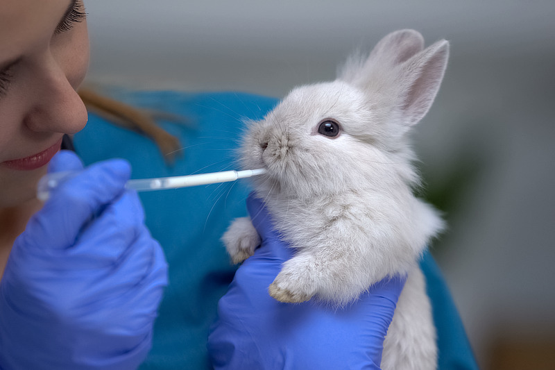 Wie wird Durchfall bei Kaninchen behandelt?