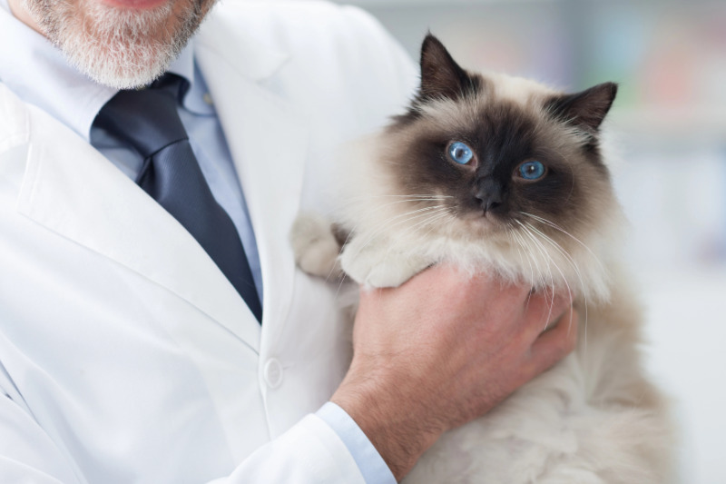 Wo Tierarztkosten bei Katzen wirklich entstehen