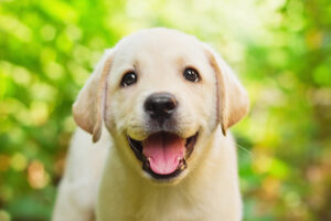 Wohlfühlzeichen bei Hund zeigen ob er glücklich ist