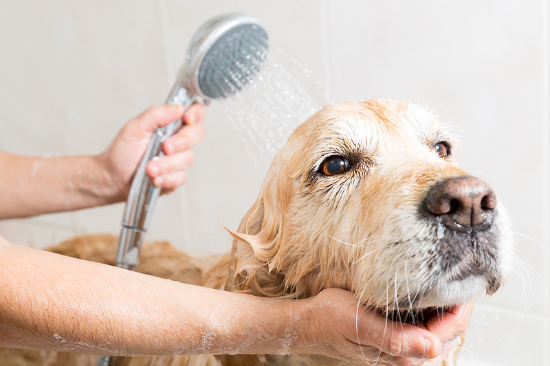 Worauf muss man beim Baden von Hunden achten?