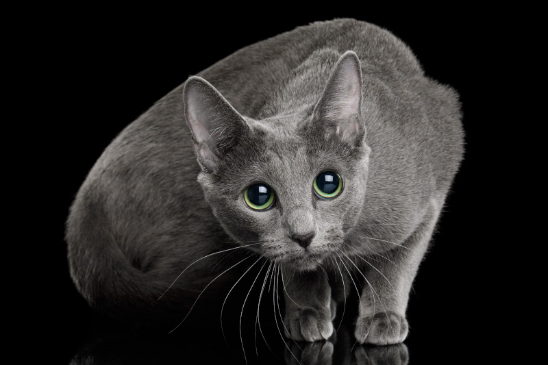 Wunderschöne Katze der Rasse "Russisch Blau"