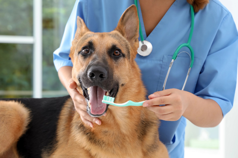 Zahnprobleme gehören zu den häufigsten Krankheiten beim Hund